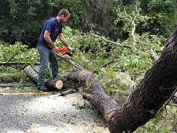 Reliable Duncan Falls, OH Tree Care Services Solutions