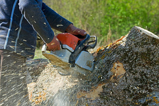 Grass Overseeding in Duncan Falls, OH